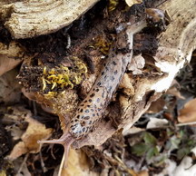 Limax da Campo di Segni nei Monti Lepini